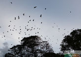 В одном из поселков Ставрополья произошла массовая гибель птиц