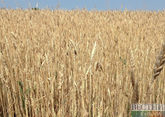 На Ставрополье собрали свыше 8 млн тонн зерна