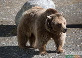 Медведи в Лагонаки - правила поведения для туристов