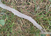 Ядовитая змея напала на ребенка в Дагестане