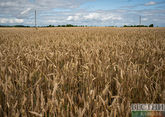Москва нашла альтернативу зерновой сделке