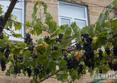 Грузия и Узбекистан будут сотрудничать в сфере виноделия