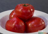 Сверхурожайный сорт томатов создан в Узбекистане