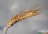 В МИД РФ ответили на предложения ООН по зерновой сделке