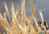 Глава ООН намерен восстановить зерновую сделку
