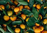 &quot;Оранжевое золото&quot; Абхазии: что отличает абхазский мандарин и где его купить?