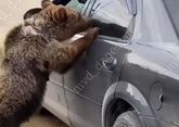 Медвежонка поймали на улице в Каспийске