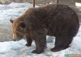 В Дагестане спасли медвежонка-сироту 