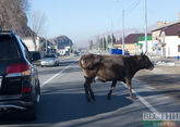 Корова стала причиной трагедии на трассе в Кубани
