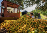 Рекордный урожай мандаринов собрали в Сочи