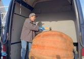 Жителям Белореченска раздали куски тыквы-гиганта