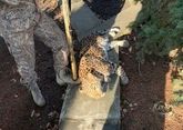 На Ставрополье застрелили сбежавшего леопарда