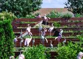 Озерный дом розовых фламинго спасут в Дагестане