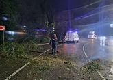 Ураган в Сочи: рухнули десятки деревьев, повреждены здания и водопровод