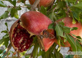 Ту би-Шват: как празднуют еврейский новый год фруктовых деревьев?
