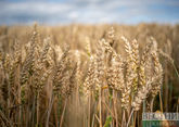На Россию приходится 70% поставок пшеницы в Египет