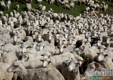 Дагестанская шерсть - отрасль получит 100 млн рублей