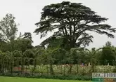 «Сад памяти»: в Ингушетии высадят 70 тыс деревьев 