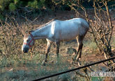Лошади Пржевальского прилетят в Казахстан летом на военном самолете