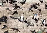 На Кубани снова массово гибнут птицы 