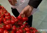 Путин вдохновил на фестиваль томатов на Ставрополье 