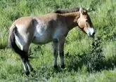 Лошадь Пржевальского: кто такие, почему вымерли и как они возвращаются в дикую природу?