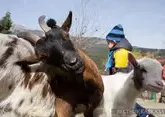 Дагестан примет выставку племенных коз и овец