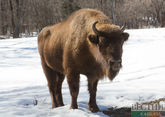 В Тебердинском нацпарке растет поголовье зубров