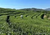 Сочи будет развивать чайную отрасль