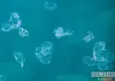 Прибрежные воды Анапы оккупировали полчища медуз