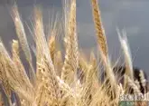 Аграрии Ставрополья недосчитаются зерна из-за засухи