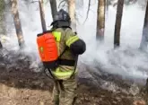 На Дону тушат масштабный лесной пожар