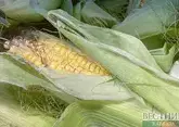 Кукурузные поля в Северной Осетии пострадали от ливня