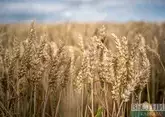 Иран подбирается к десятке крупнейших производителей пшеницы
