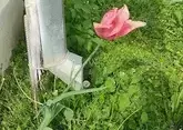 Самый высокий тюльпан в России вырастил житель Ессентуков