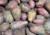 В России может появиться картофель из Индии