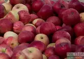 Россия уйдет от импорта яблок к 2030 году