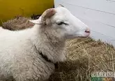 Ставрополье втрое нарастит поголовье овец