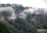 В Турции разрастаются лесные пожары