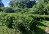 На Кубани снова будут выращивать краснодарский чай