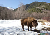 В Абхазии могут снова поселиться зубры