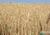 Иран запасается пшеницей