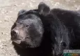 Жителей Нальчика попросили не выходить на прогулку из-за медведя