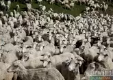 Молния на Иссык-Куле убила 250 овец