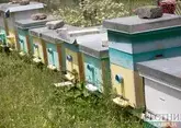 Горные пчеловоды Дагестана получат финансовую поддержку 