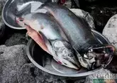 Иранская рыба пришла в Астрахань