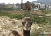 В Азербайджан привезут верблюдов из Казахстана