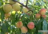 Грузия заработала $154 млн на экспорте персиков