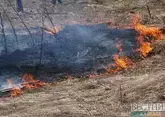 Подлесок загорелся около Гагры в Абхазии