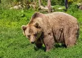 По лесу рядом с курортным Новороссийском разгуливает медведь